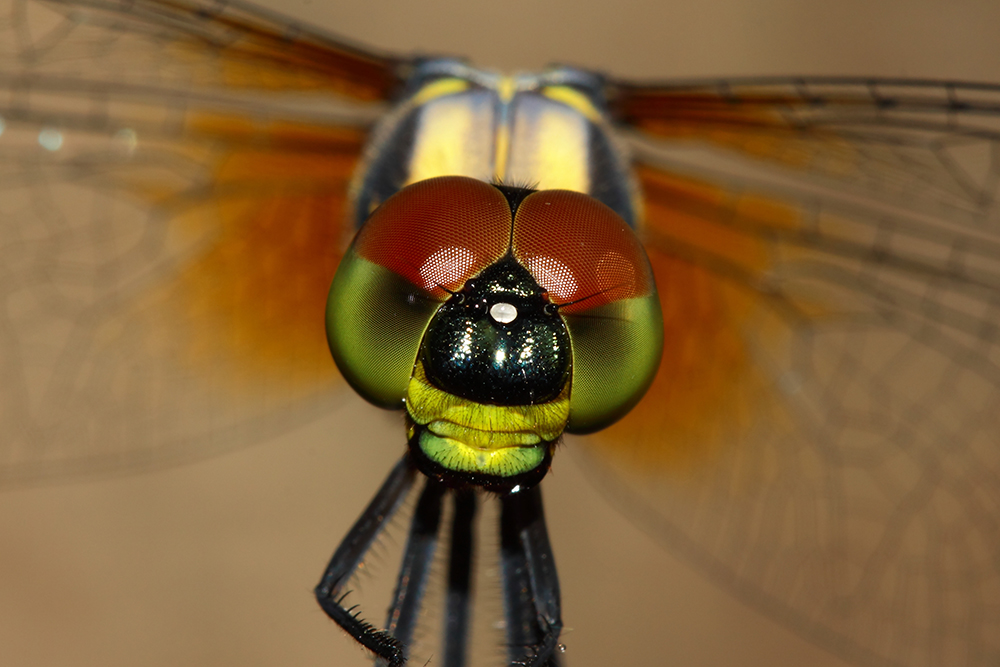 圖片關鍵詞 圖片關鍵詞